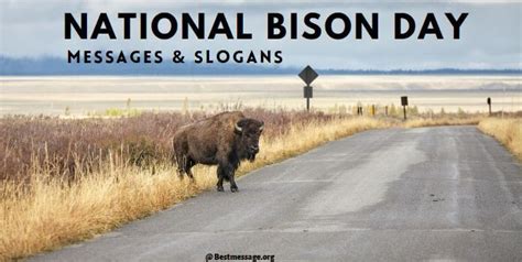 National Bison Day Messages Quotes Bison Slogans Artofit