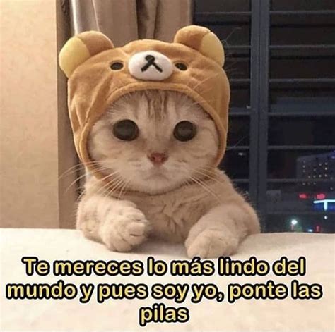 16 3 Mil Me Gusta 98 Comentarios Gatitos Para Todo 400k