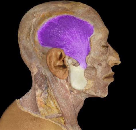 Fact Of The Day Temporalis Is One Of The Muscles Of Mastication Its