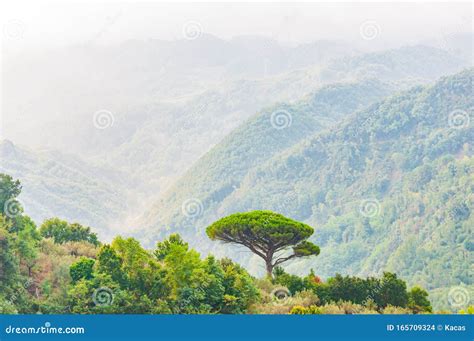 Single Mediterranean Pine Tree Growing on the Top of the Hill ...