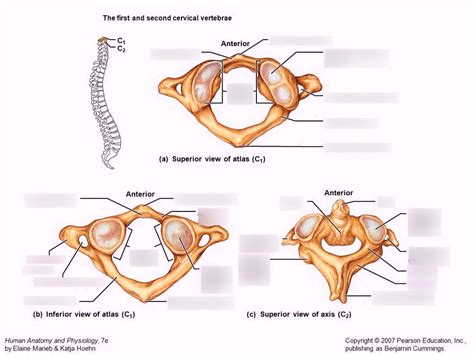 First And Second Cervical Vertebrae Diagram Quizlet