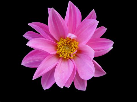 Download Pink Flower Nature Flower Hd Wallpaper