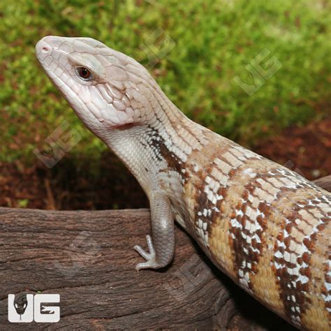 Baby Northern Blue Tongue Skinks For Sale Underground Reptiles