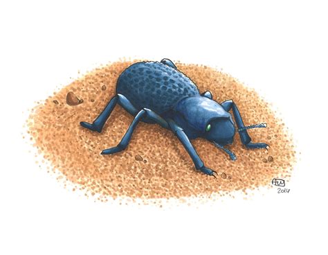 Blue Death Feigning Beetle Print Etsy