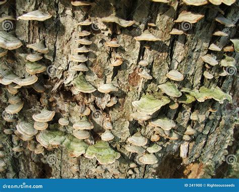 Fungus among-Us 7 stock photo. Image of brak, geometric - 241900