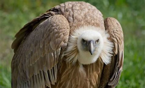 Griffon Vulture | The Animal Facts | Appearance, Diet, Habitat, Behavior