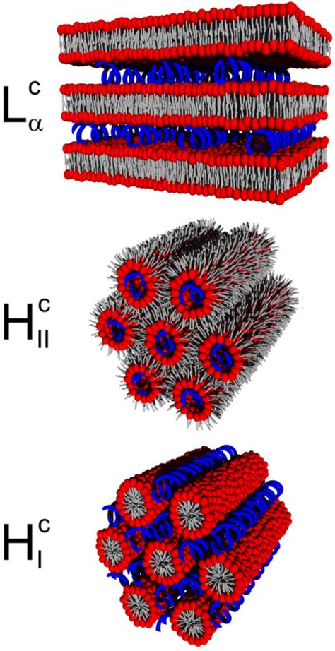 Lipoplex Phases Schematic Representations Of The Phase Open I