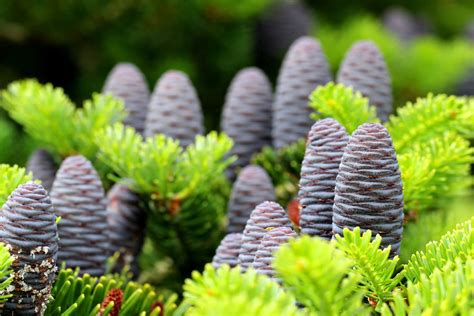 Korean Fir Tree Seeds 20 Seeds Prized Blue Cones Ships | Etsy