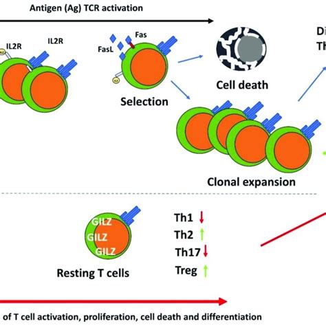 The Anti Inflammatory Effects Of Gc And Gilz In The Control Of B Cell