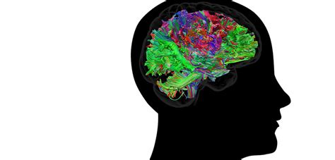 Dans Le Cerveau Ce Sont Les Connexions Qui Commandent Cnrs Le Journal