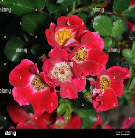 Red Roses Blooming Stock Photo Alamy