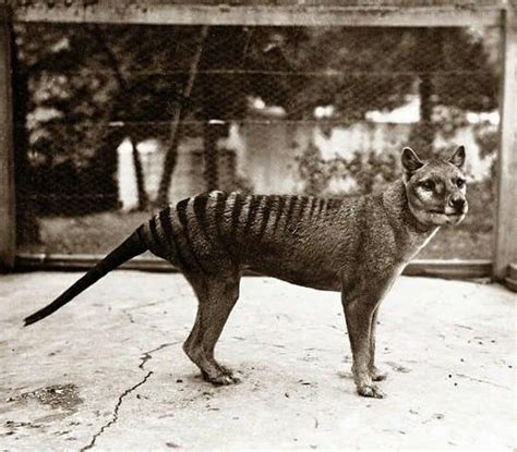 Animals In History On Instagram The Last Captive Thylacine At The