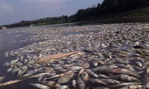 Amazonas Enfrenta Seca Severa Com 55 Municípios Em Situação De