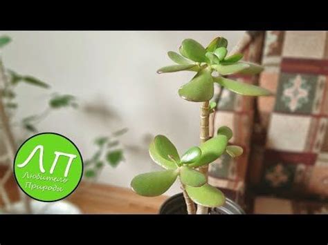 Узнайте, как выращивать денежное дерево в домашних условиях (поливать ...