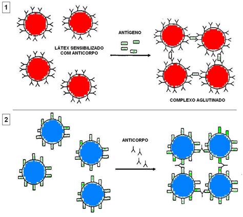 A Aglutina O Difere Essencialmente Da Precipita O
