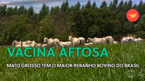 VACINA AFTOSA MATO GROSSO TEM O MAIOR REBANHO BOVINO DO BRASIL YouTube