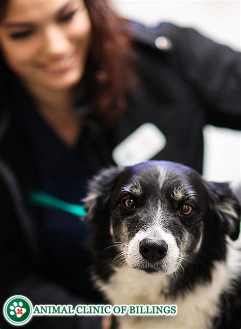 Pet Grooming And Boarding Animal Clinic Of Billings Billings Mt