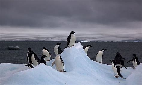 Penguins Of Antarctica - WorldAtlas