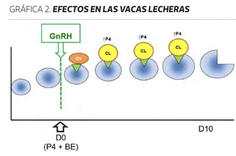 Un Papel Fundamental En La Reproducci N Infortambo Andina