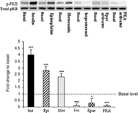 Figure From Epinephrine Dependent Control Of Glucose Metabolism In