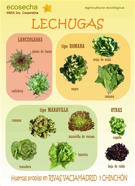 Ecosecha Info Variedades De Lechuga