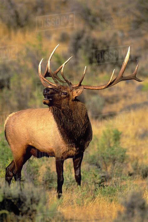 USA, Wyoming, Yellowstone National Park. Wild elk bugling during mating ...