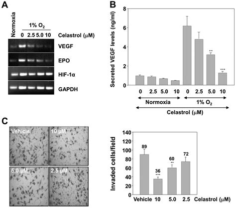 Celastrol Inhibits The Hif Pathway By Inhibition Of Mtor P S K