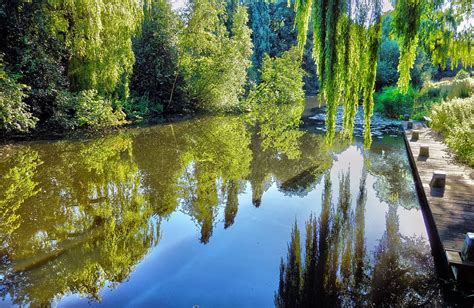 Hd Wallpaper Green Trees Near Body Of Water Pond Pool Lake Jetty