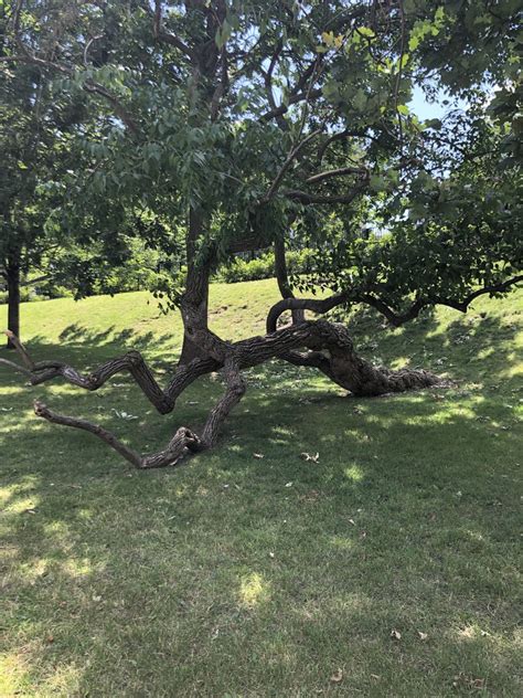 Heather O Neill On Twitter Ive Always Liked This Tree Outside Mcgill