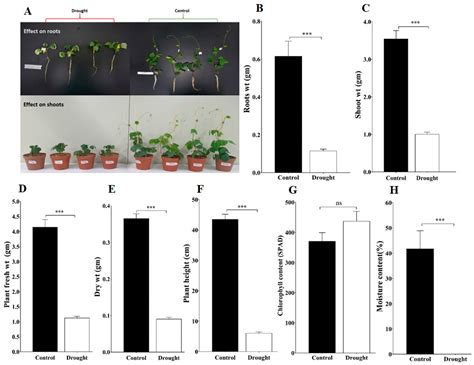 IJMS Free Full Text Genome Wide Identification Of Aquaporin Genes