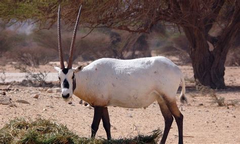 22 Facts About Arabian Oryx Factinformer