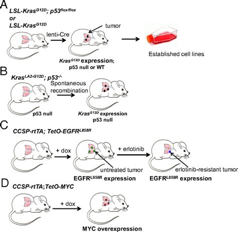 Mutational Landscape Of Egfr Myc And Kras Driven Genetically