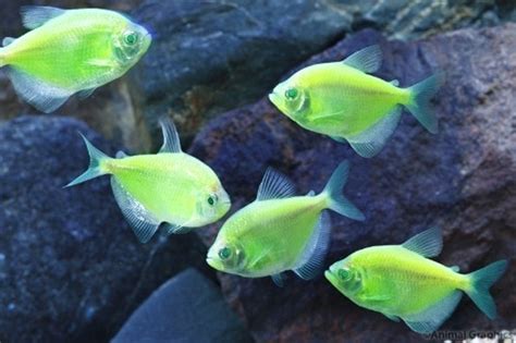 Glofish Electric Green Tetra T M