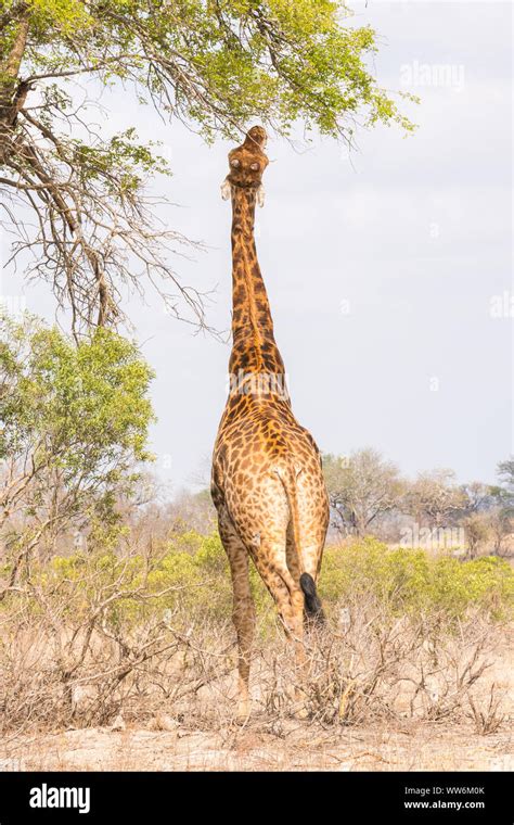 Giraffe Eating Leaves From Tree Hi Res Stock Photography And Images Alamy