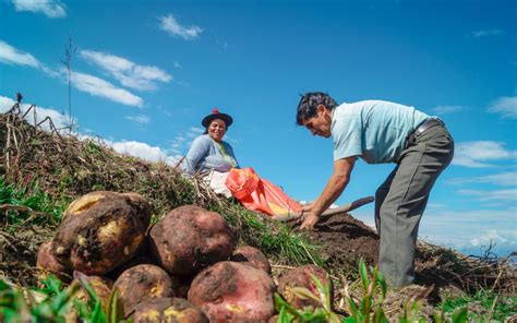 Productores De Papa De Huancavelica Duplicaron Su Producci N Por Uso De