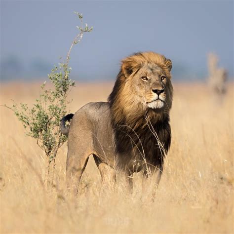 Savanna Lion | Hot Sex Picture