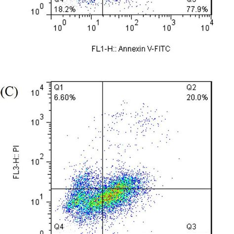 Apoptotic Analysis Of Caco Cells Treated With Bromelain Negative