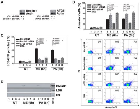 Inhibition Of Autophagy Diminishes Hmgb1 Release And Enhances Selective