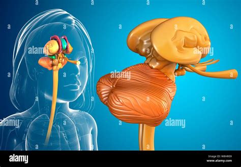 Anatomie Du Cerveau De L Enfant Banque De Photographies Et Dimages