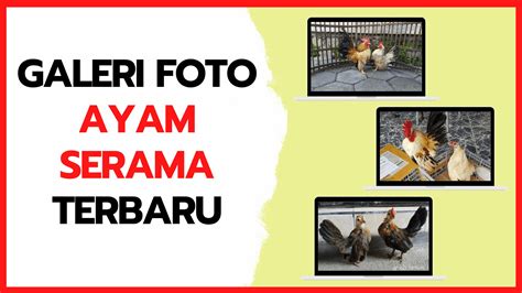 Terbaru Galeri Foto Ayam Serama Hobi Ternak