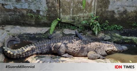 Penangkaran Buaya Teritip Sensasi Di Dekat Reptil Raksasa