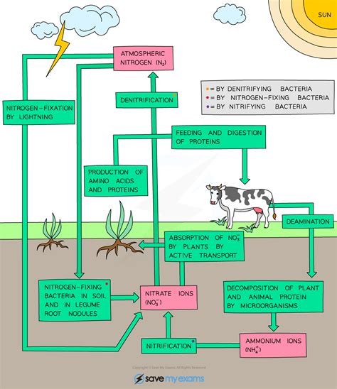 Edexcel Igcse Biology 复习笔记 432 The Nitrogen Cycle 翰林国际教育