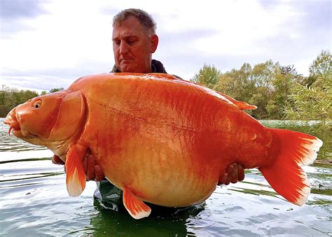 Giant 67 Pound Goldfish Reeled In From French Lake May Be One Of The