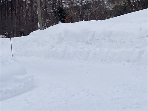 湿った雪 Photo News