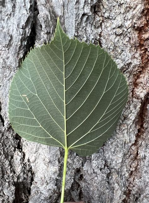 American Basswood Washu Arboretum Washington University In St Louis