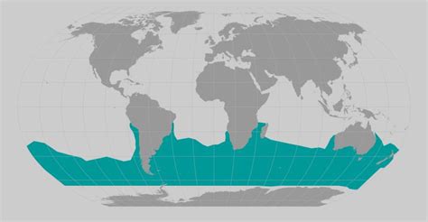 Southern Right Whale | NOAA Fisheries