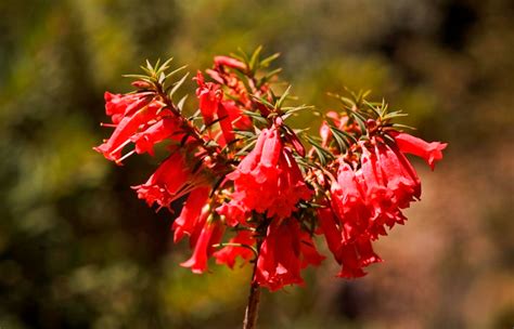 Australian Native Flowers A Guide To Australian Flowers Artofit