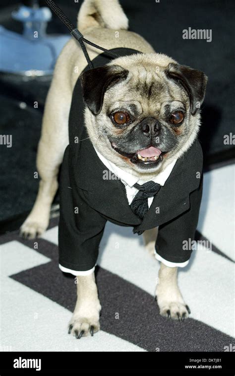 DOG FROM MEN IN BLACK 2.DOG FROM MEN IN BLACK 2.WESTWOOD, LOS ANGELES ...