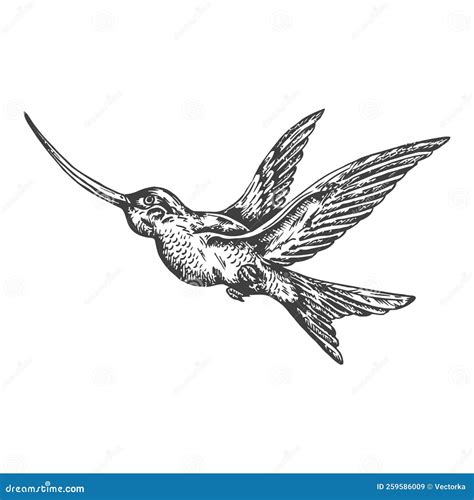 Colibri Tropical Bird Sketch Hand Drawn Vector Illustartion Stock