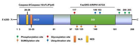 Fadd Caspase 8 Complexes Thermo Fisher Bioz